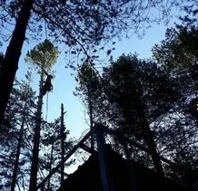 TALA Y PODA EN ALTURA DE ÁRBOLES  La Coruña 