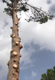 Tala y poda en altura de árboles en La Coruña y provincia
