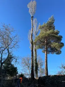 Tala y poda de árboles en altura La Coruña Podas y talas de árboles en altura La Coruña
