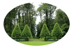 Tala y poda en altura de árboles La Coruña Tala y poda en altura de árboles La Coruña