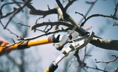 Tala y poda en Altura de árboles en Sevilla y municipios Tala y poda en Altura de árboles en Sevilla y municipios