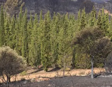 Tala y poda en Altura de árboles en Sevilla y municipios Tala y poda en Altura de árboles en Sevilla y municipios
